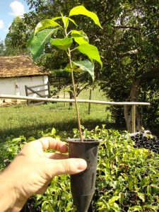 Muda de mogno brasileiro pronta para o plantio