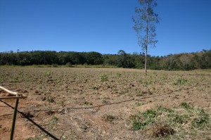 Terreno seco, mas as mudas estão ótimas!