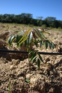 Cedro Australiano - 1 mês de plantio no terreno