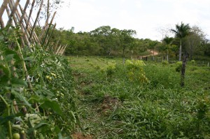 Tomates e Mogno Brasileiro