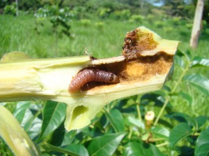 Broca do mogno brasileiro