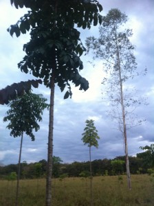 Mogno Brasileiro com 5 metros. A direita, um eucalipto antigo que temos como referência de altura. Ele tem uns 12 metros.