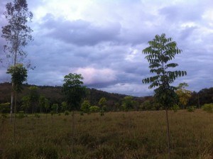 Mudas mais ao fundo (plantadas a partir de tubetes), com desenvolvimento atrasado com relação as plantadas a partir de saquinhos plásticos